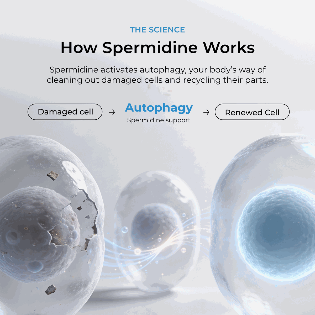 Spermidine Supplement Tablets Daily Healthy Aging Support Formula